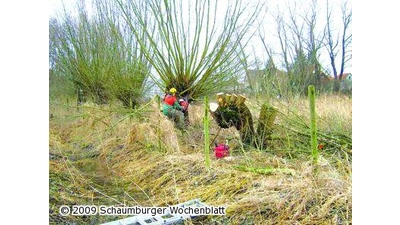 Naturschutzbund frisiert Weiden auf einen ordentlichen „Kurzhaarschnitt” (Foto: ste)