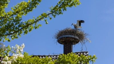 Haben sich eingerichtet: Ein Jung- und ein Altstorch in einem Nest auf einem Schornstein in Auhagen. (Foto: Heinrich Hecht)