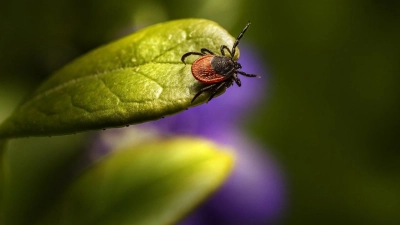 Sie sitzen überall: Zecken (Foto: pixabay)