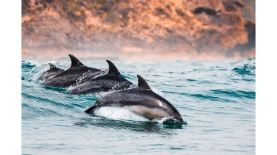 Eine Gruppe Delfine wird belästigt. (Foto: privat)