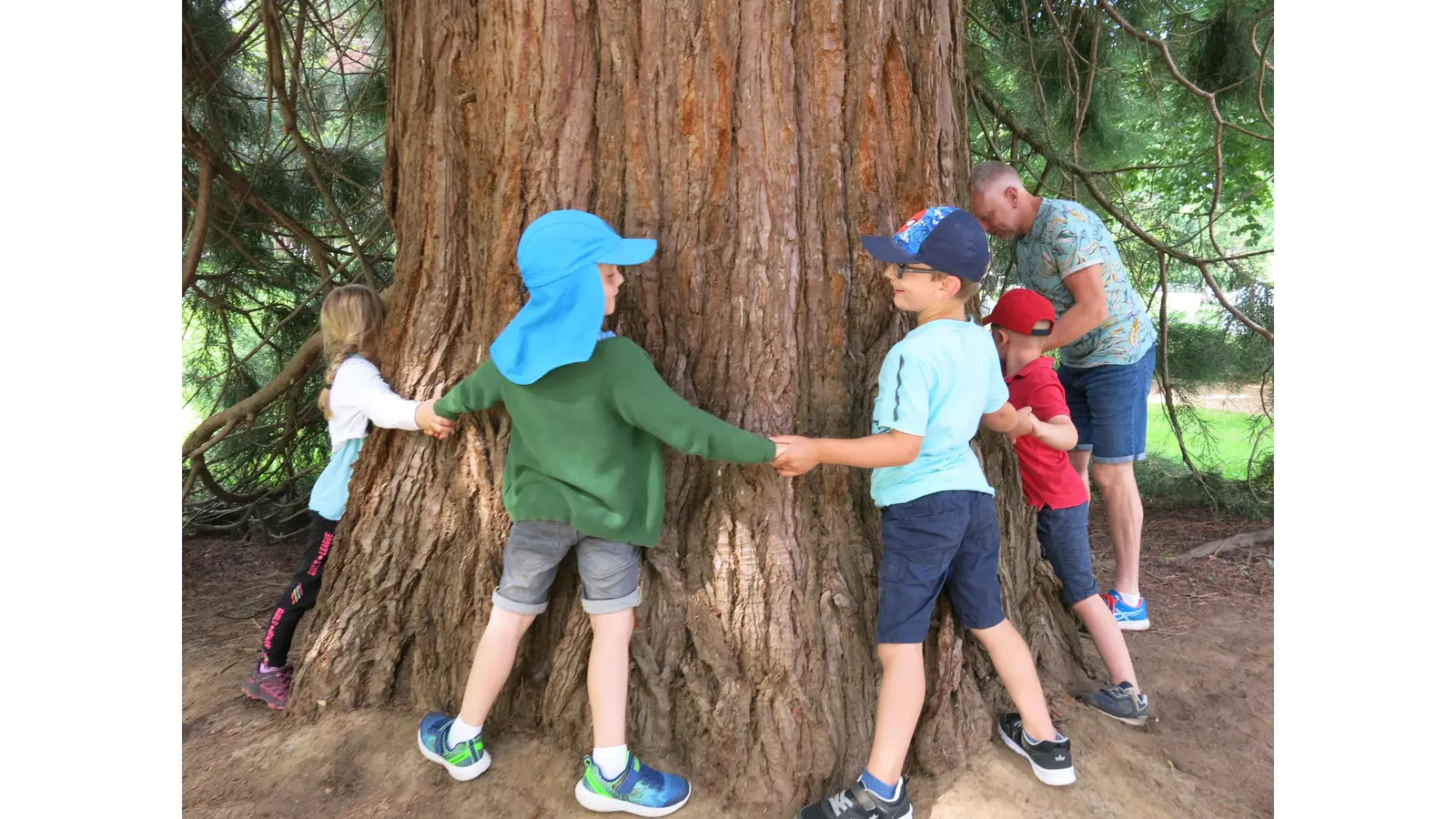 Wie viele Kinder braucht es, um einen Mammutbaum im Kurpark Bad Nenndorf zu umfassen? (Foto: privat)