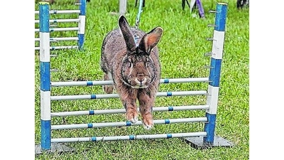 Rassekaninchenschau (Foto: ste)