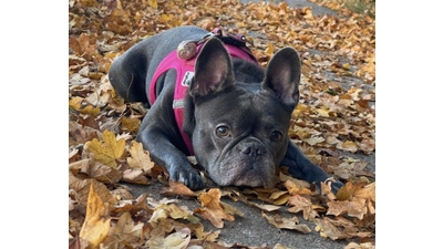 Virginia Gerns gewinnt mit ihrem Beitrag „Herbstspaziergang“ den „Stadt.Tiere-Fotowettbewerb“.  (Foto: Virginia Gerns)