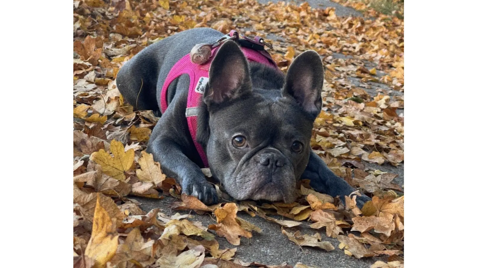 Virginia Gerns gewinnt mit ihrem Beitrag „Herbstspaziergang“ den „Stadt.Tiere-Fotowettbewerb“.  (Foto: Virginia Gerns)