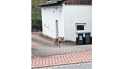 Wolf läuft durch Ahnsen (Foto: nh)