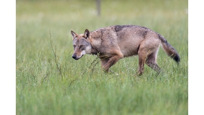 Das Landvolk drängt auf niedrigere Hürden für den Schnellabschuss von „Problemwölfen”.  (Foto: Rolfes/DJV)