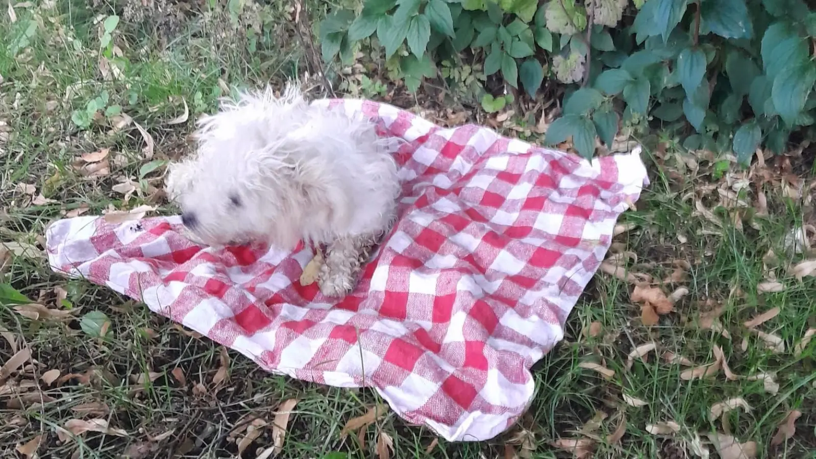 Maltesermixhündin „Hope“ wurde in erbärmlichen Zustand aufgefunden. (Foto: privat)