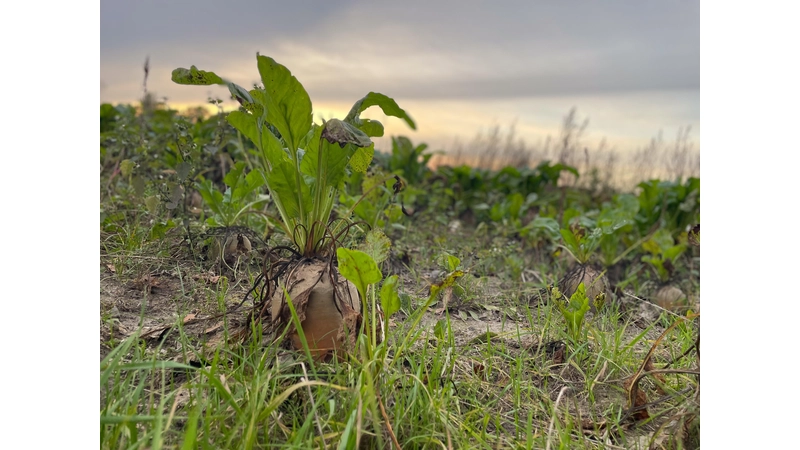 Die Rüben sollen es nun richten: Das Erntejahr verlief bisher unterdurchschnittlich, doch bei der süßen Frucht sieht es jetzt positiv aus. (Foto: Charlotte Gläser)