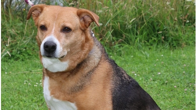 Welches Frauchen oder Herrchen wird mit Lucy künftig spazieren gehen?  (Foto: gi)