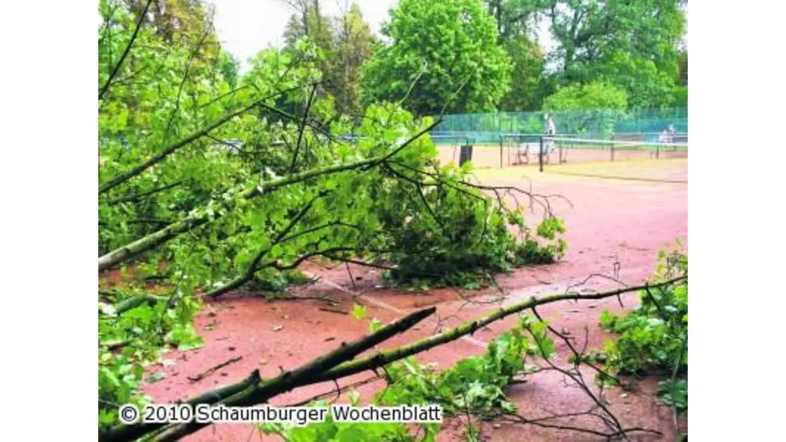 Ahorn stürzt auf Tennisplatz (Foto: hb)