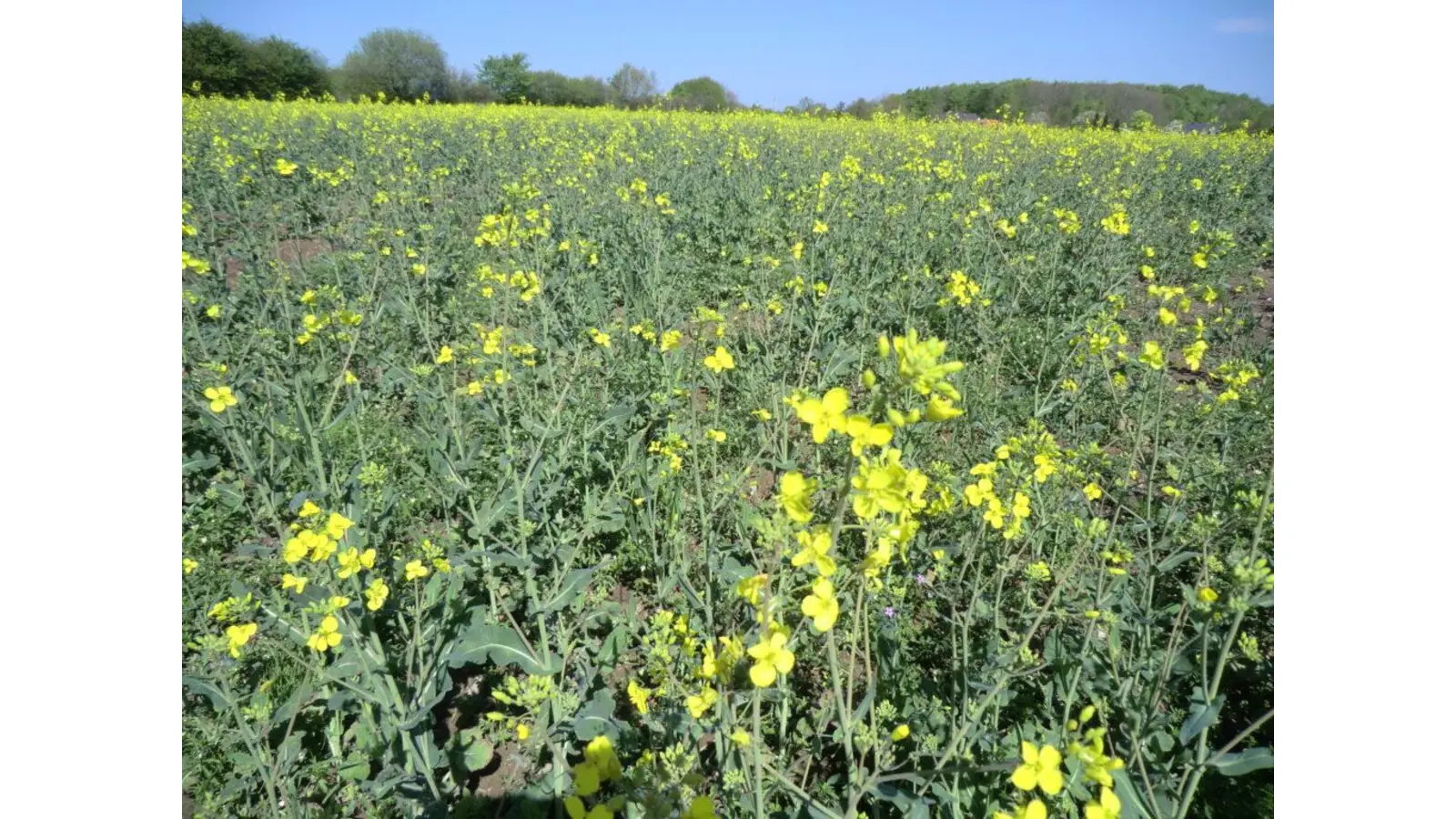 Die Rapsblüte gehört zum Frühling dazu. (Foto: privat)