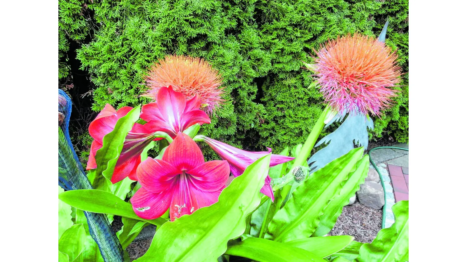 Blühende Amaryllis (Foto: red)