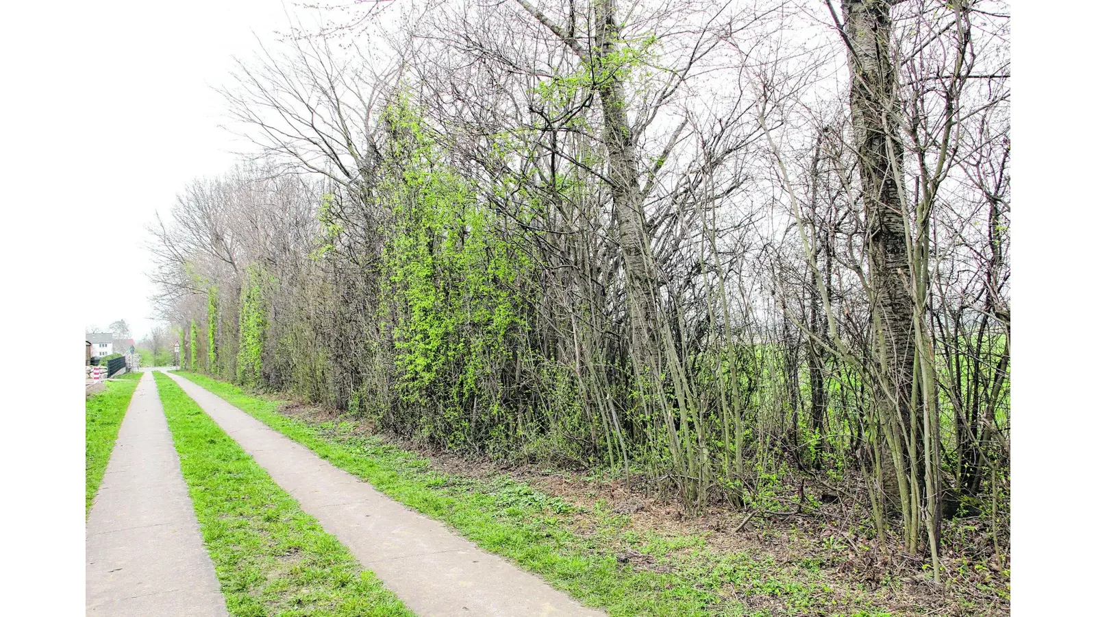 Reges Leben in der Hecke (Foto: nh)