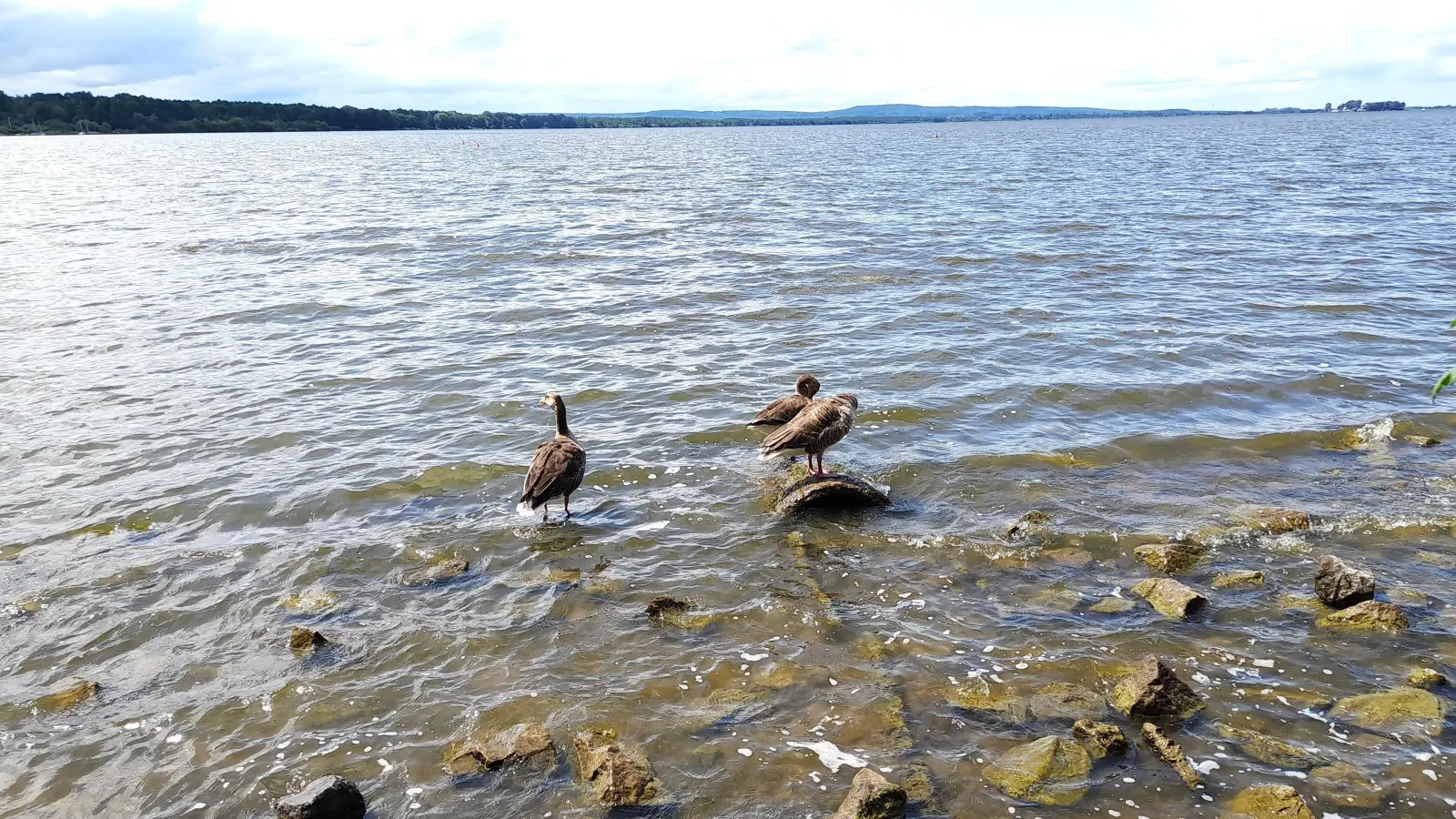 Fühlen sich wohl am Steinhuder Meer: Graugänse. (Foto: wb)