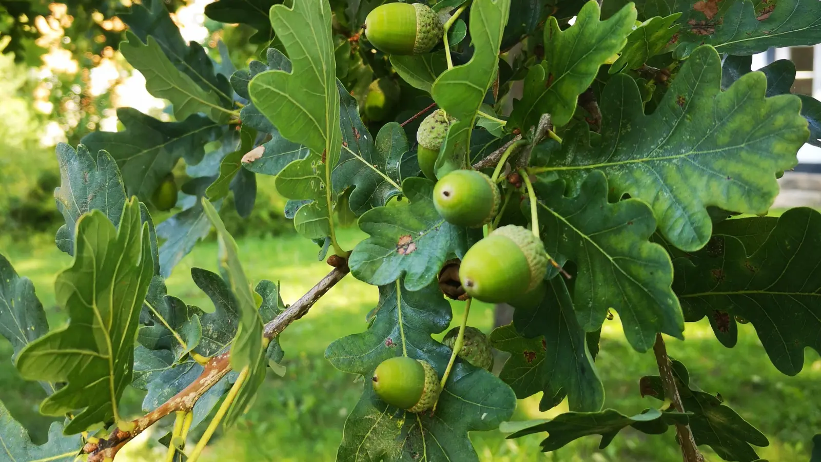 Bereitet in diesem Sommer Probleme: Ein starker Fruchtbehang an Eichen. (Foto: privat)