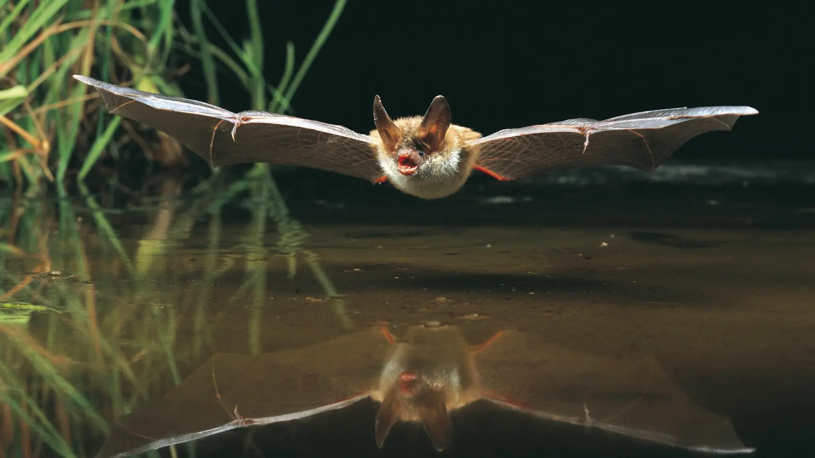 Bechsteinfledermaus auf Jagd, der NABU lädt zur Fledermausnacht nach Stadthagen (Symbolfoto: Nabu/Dietmar Nill). (Foto: Nabu/Dietmar Nill)