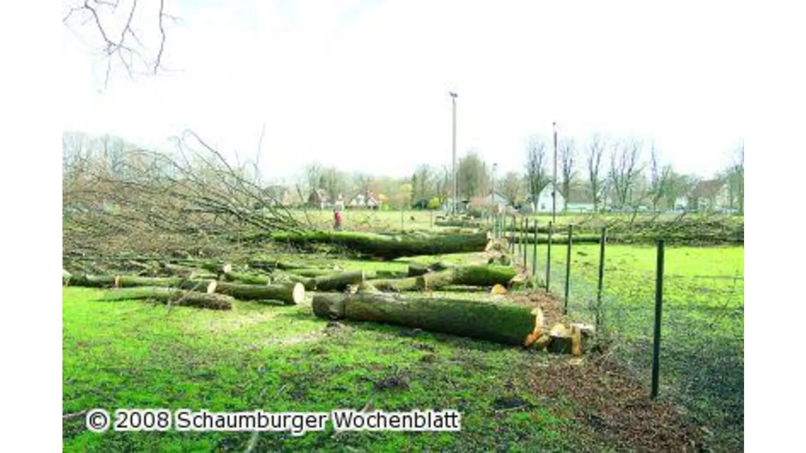 Bäume weg für Sportplatzpläne (Foto: ste)