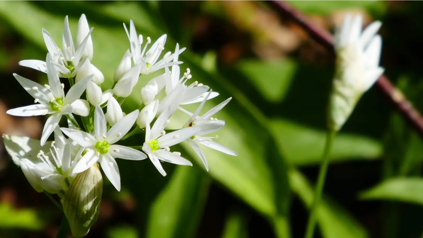 Im Frühling fängt der Barlauch an zu blühen.  (Foto: cm)