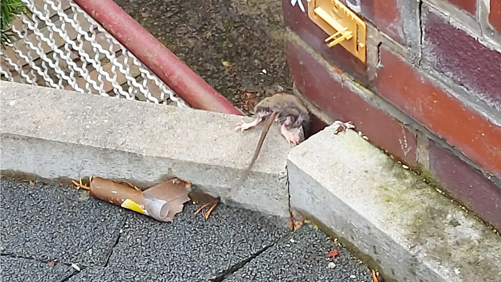 Eine Ratte wurde in der Lindenallee gesichtet. (Foto: privat)