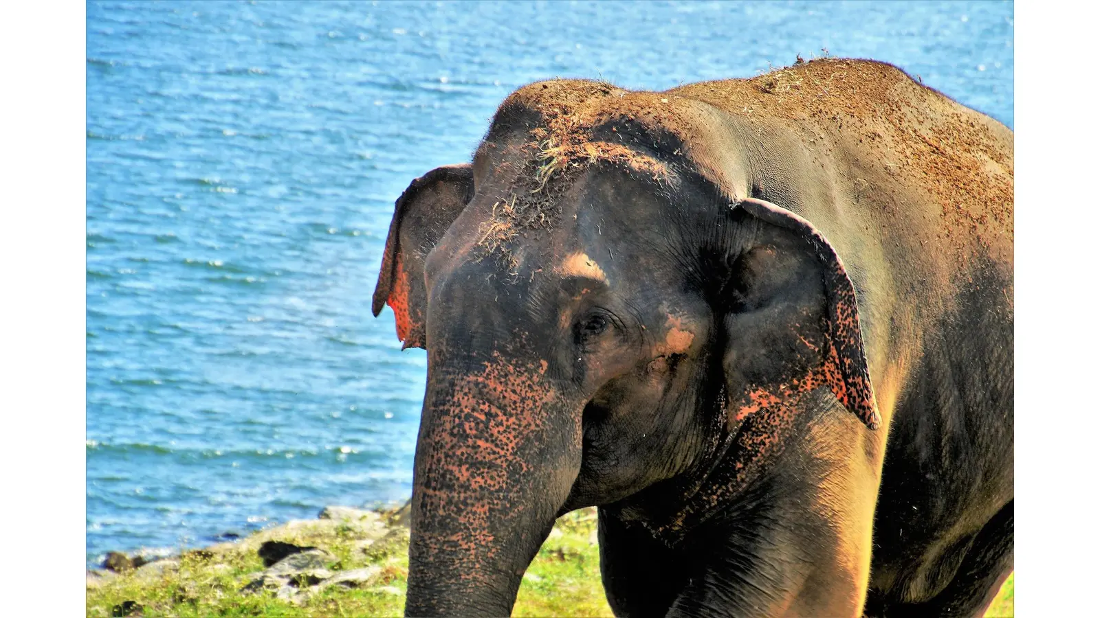 Elefanten gelten in Sri Lanka als heilig. (Foto: privat)