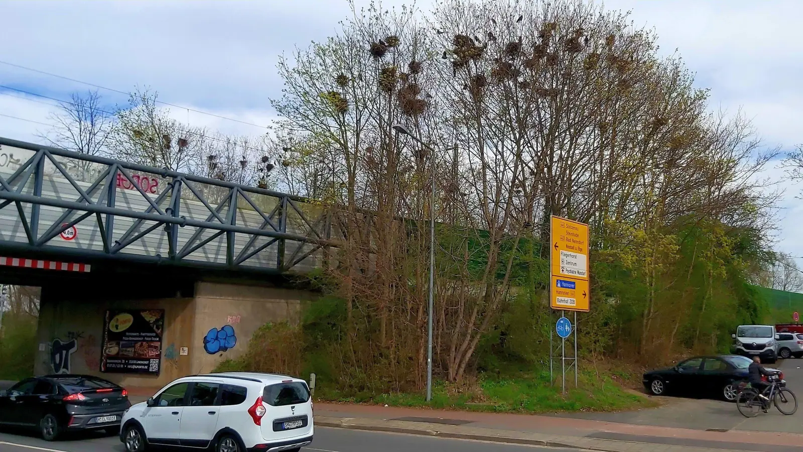 Weithin sichtbar die großen Nester der Krähenpopulation. (Foto: gk)