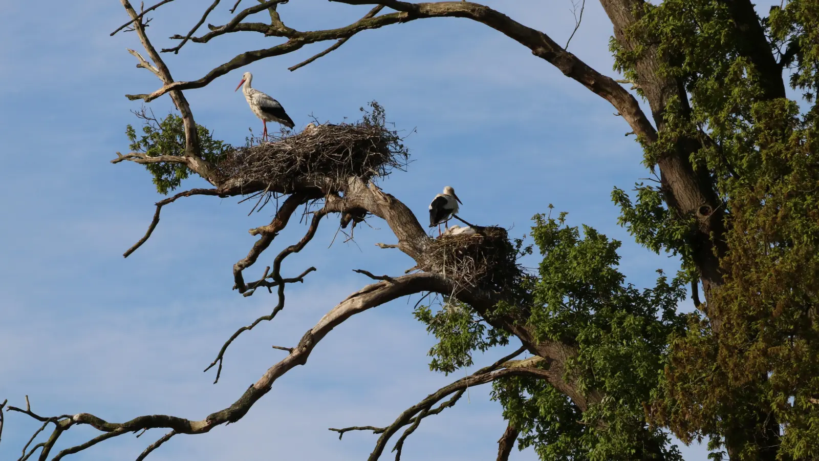 Die Störche müssen diesen Baum auf dem Widdel-Carl Hof lieben, in fünf Nestern wird gebrütet.  (Foto: gi)