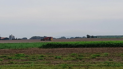 Die Ernte 2024 fällt aufgrund der Witterung geringer aus. (Foto: wb)