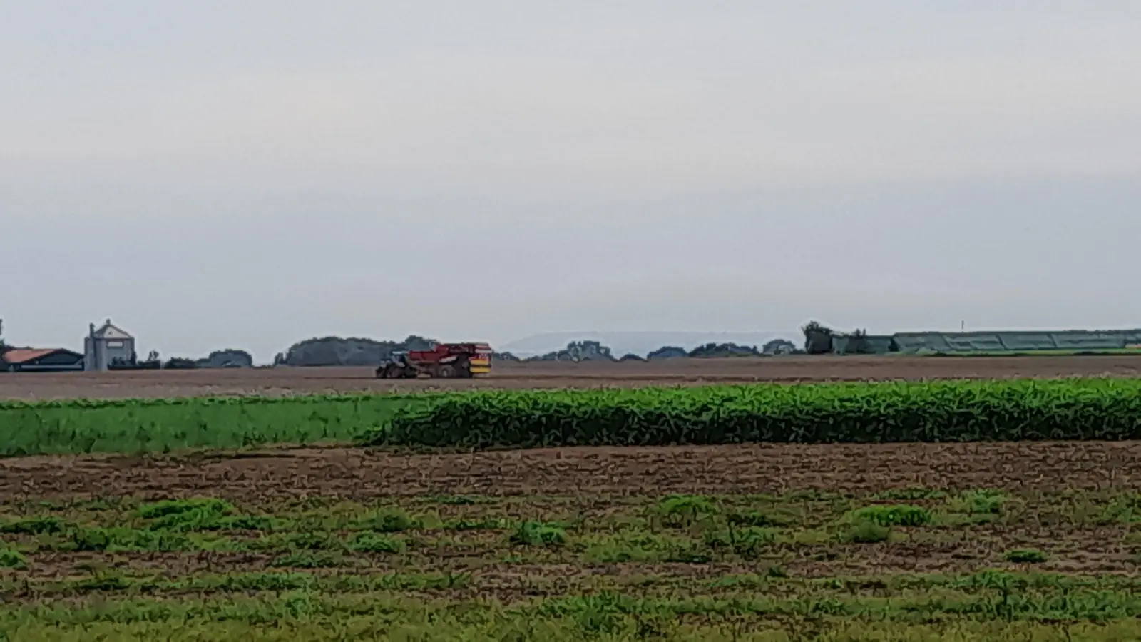 Die Ernte 2024 fällt aufgrund der Witterung geringer aus. (Foto: wb)